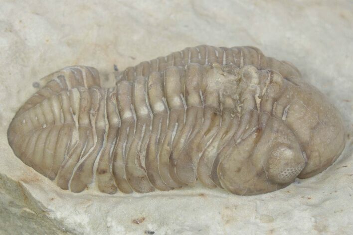 Kainops Trilobite - Black Cat Mountain, Oklahoma #362985